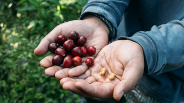 De unde vin aromele de fructe din cafea? | Baristelli