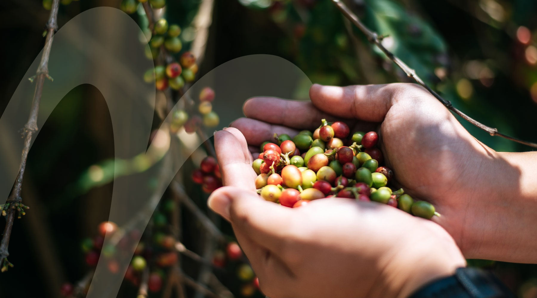 Tipuri de boabe de cafea: care este cea mai bună alegere?