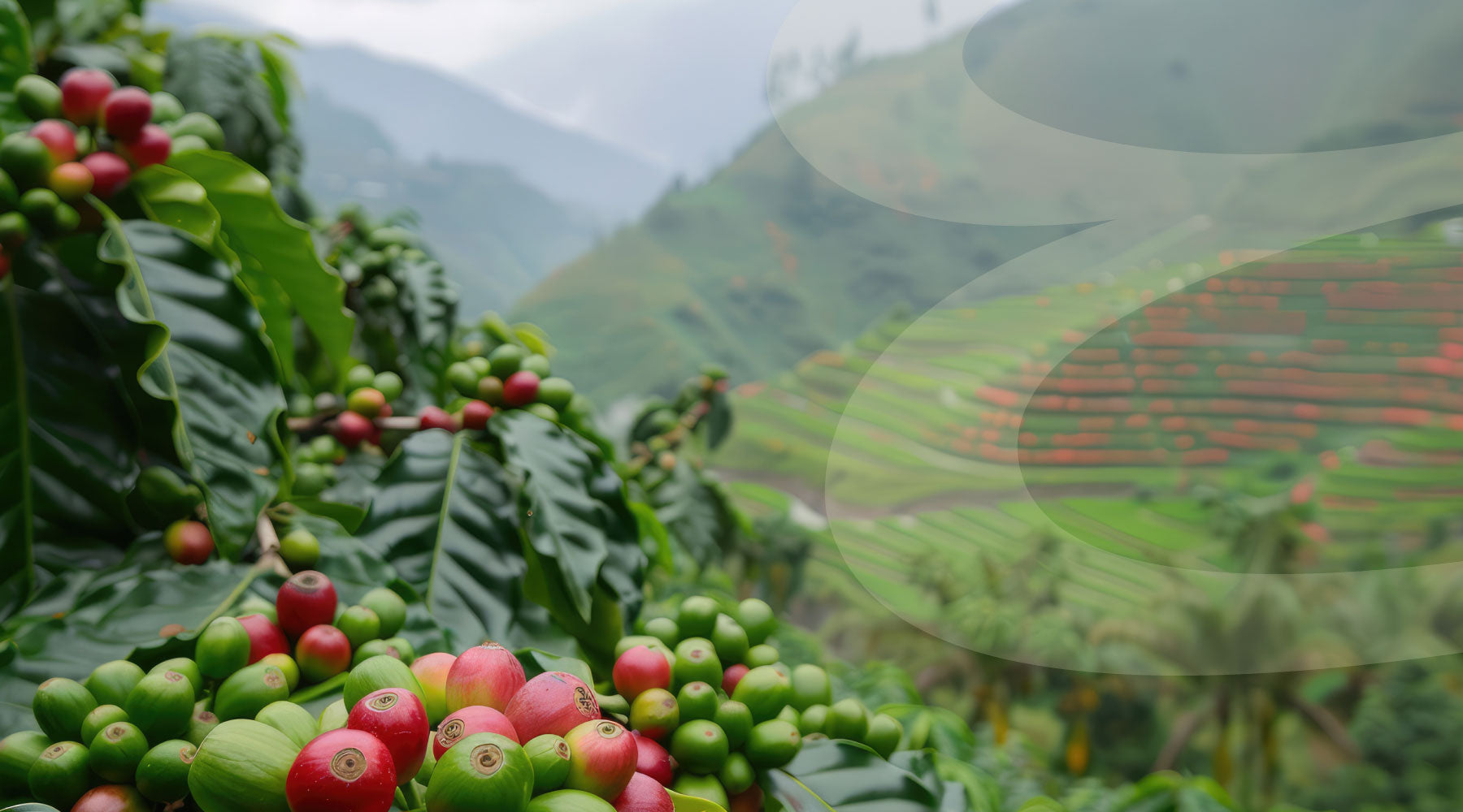 cafea boabe Peru cu gust echilibrat, note de ciocolată, proveniență vulcanică